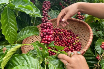 10 ĐIỀU THÚ VỊ VỀ CÀ PHÊ MÀ CÓ THỂ BẠN CHƯA BIẾT| NONLA COFFEE
