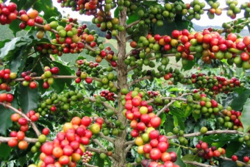 CÀ PHÊ SẤY THĂNG HOA CÓ BỊ MẤT CAFFEINE KHÔNG? 
