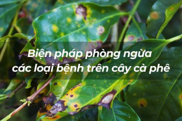 CÁC LOẠI SÂU BỆNH HẠI PHỔ BIẾN TRÊN CÂY CÀ PHÊ & BIỆN PHÁP PHÒNG TRỊ HIỆU QUẢ | NONLA COFFEE