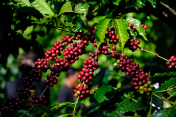 THÁNG 1 – GIAI ĐOẠN VÀNG VÀ CHẤT LƯỢNG CÀ PHÊ TRONG NĂM | NONLA COFFEE