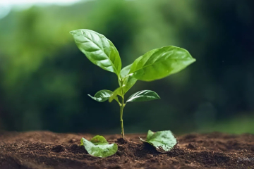 CÓ THỂ BẠN CHƯA BIẾT: ĐỂ CÓ MỘT VỤ CÀ PHÊ ĐẠT CHUẨN, CÂY CÀ PHÊ CẦN PHẢI QUA RẤT NHIỀU GIAI ĐOẠN?