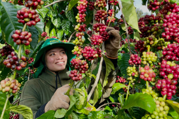 MỘT LY CÀ PHÊ PHA NHANH CÓ LÀM MẤT ĐI TRẢI NGHIỆM THƯỞNG THỨC