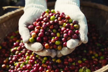 TVC - TRỌN VẸN HÀNH TRÌNH CÀ PHÊ VIỆT | NONLA COFFEE