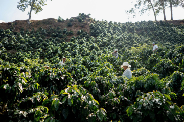 MÙA THU HOẠCH CÀ PHÊ TÂY NGUYÊN: THỜI ĐIỂM – CÁCH HÁI – CÁCH CHẾ BIẾN | NONLA COFFEE