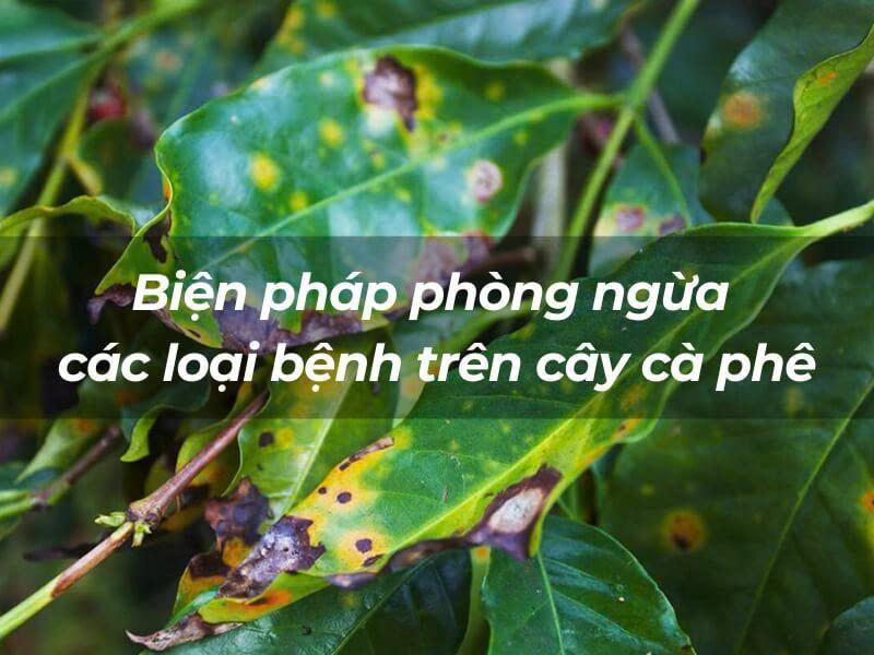 CÁC LOẠI SÂU BỆNH HẠI PHỔ BIẾN TRÊN CÂY CÀ PHÊ & BIỆN PHÁP PHÒNG TRỊ