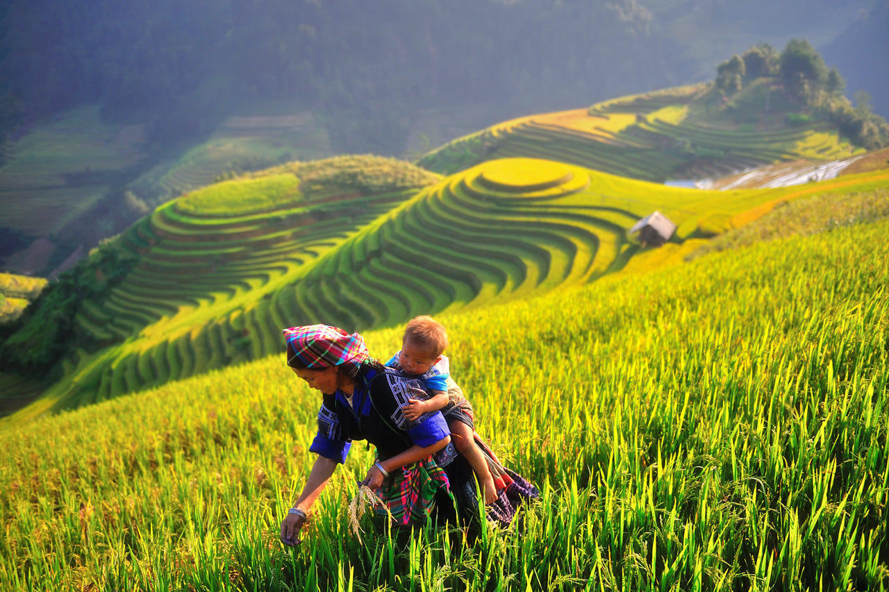 Ruộng bậc thang nổi tiếng ở sapa có gì _ nonla coffee